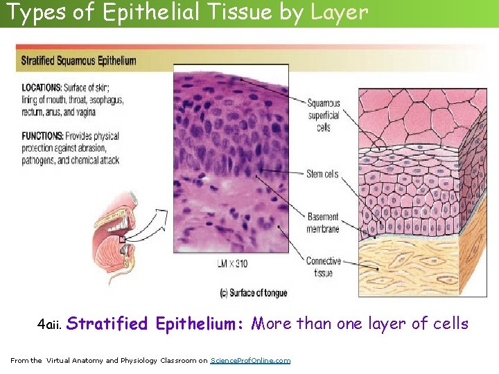 Types of Epithelial Tissue by Layer 4 aii. Stratified Epithelium: More than one layer