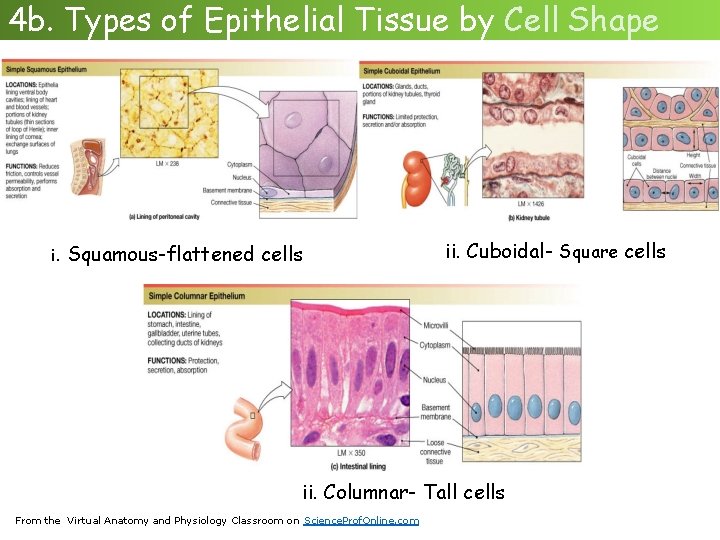 4 b. Types of Epithelial Tissue by Cell Shape i. Squamous-flattened cells ii. Cuboidal-