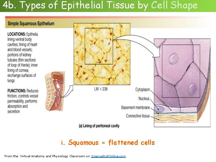 4 b. Types of Epithelial Tissue by Cell Shape i. Squamous = flattened cells