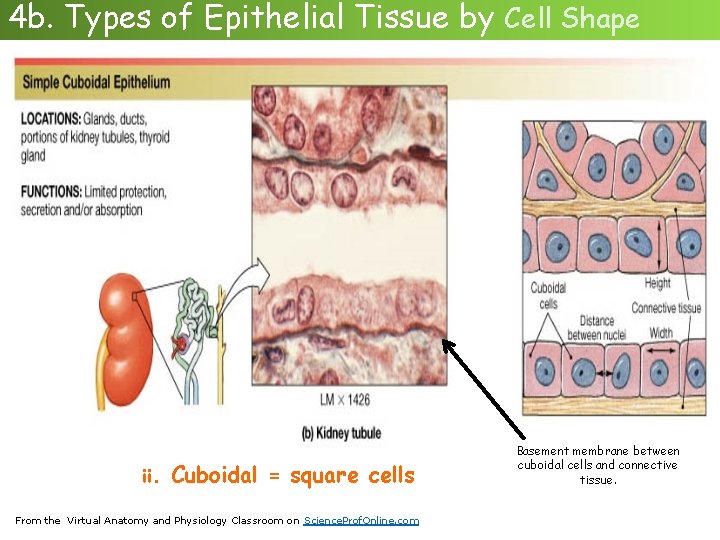 4 b. Types of Epithelial Tissue by Cell Shape ii. Cuboidal = square cells