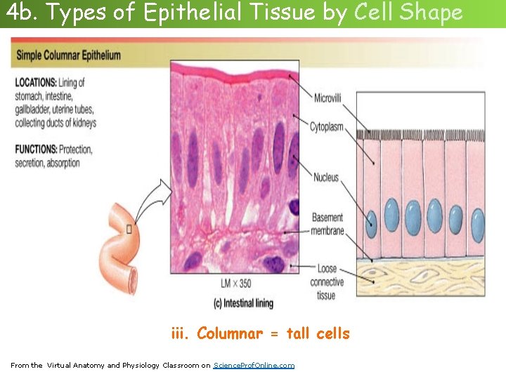 4 b. Types of Epithelial Tissue by Cell Shape iii. Columnar = tall cells