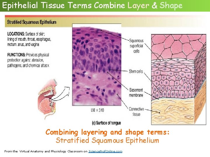 Epithelial Tissue Terms Combine Layer & Shape Combining layering and shape terms: Stratified Squamous