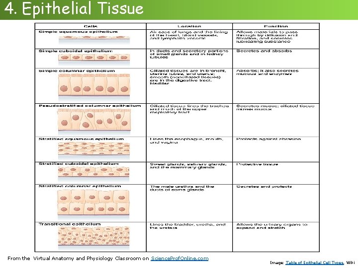4. Epithelial Tissue From the Virtual Anatomy and Physiology Classroom on Science. Prof. Online.