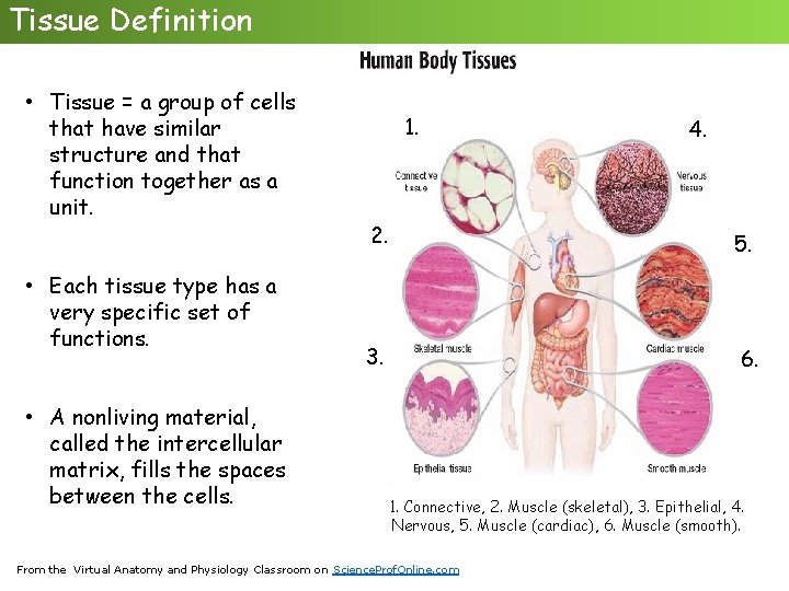 Tissue Definition • Tissue = a group of cells that have similar structure and