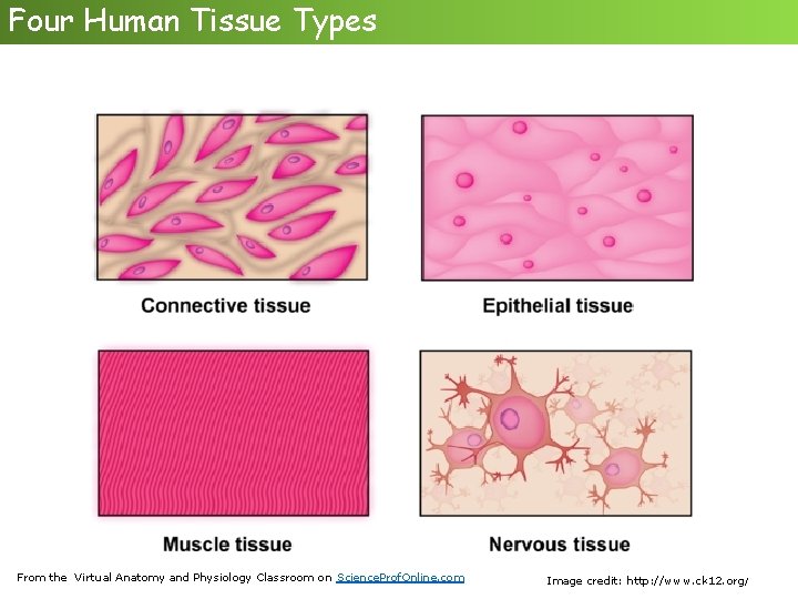 Four Human Tissue Types From the Virtual Anatomy and Physiology Classroom on Science. Prof.