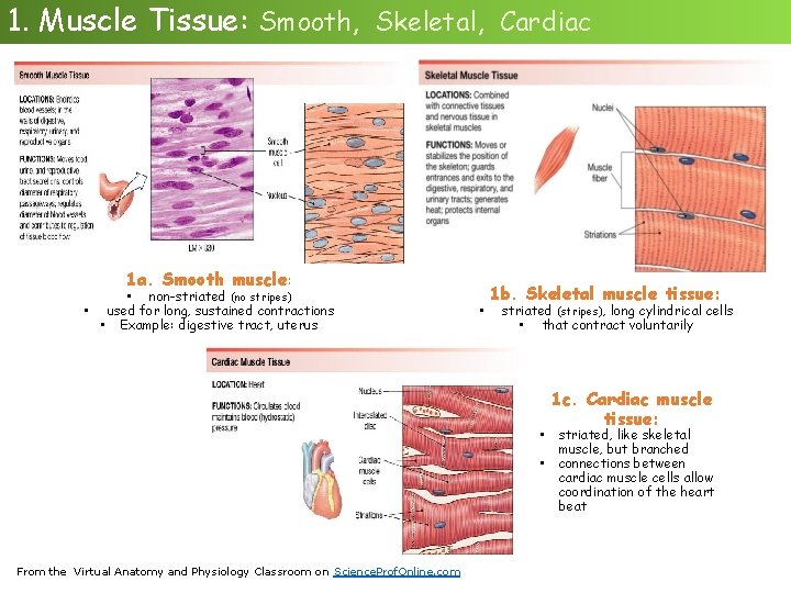 1. Muscle Tissue: Smooth, Skeletal, Cardiac 1 a. Smooth muscle: • non-striated (no stripes)