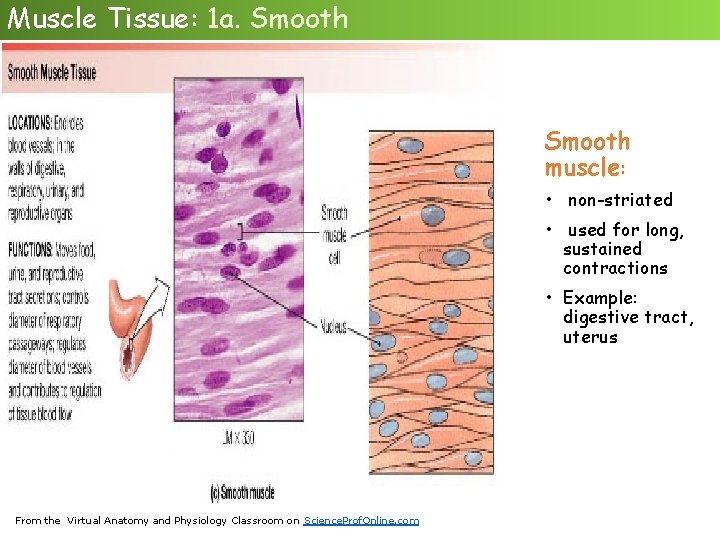 Muscle Tissue: 1 a. Smooth muscle: • non-striated • used for long, sustained contractions