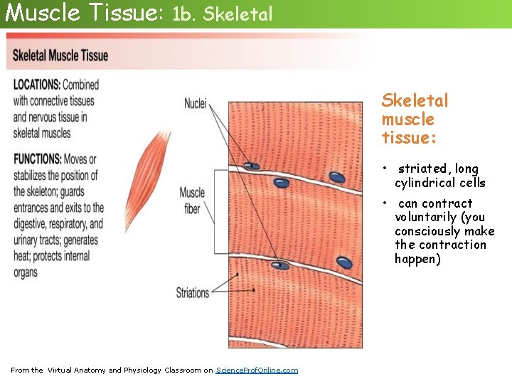 Muscle Tissue: 1 b. Skeletal muscle tissue: • striated, long cylindrical cells • can