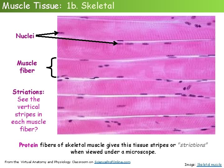 Muscle Tissue: 1 b. Skeletal Nuclei Muscle fiber Striations: See the vertical stripes in