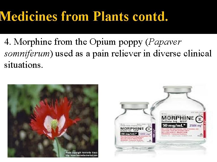 Medicines from Plants contd. 4. Morphine from the Opium poppy (Papaver somniferum) used as