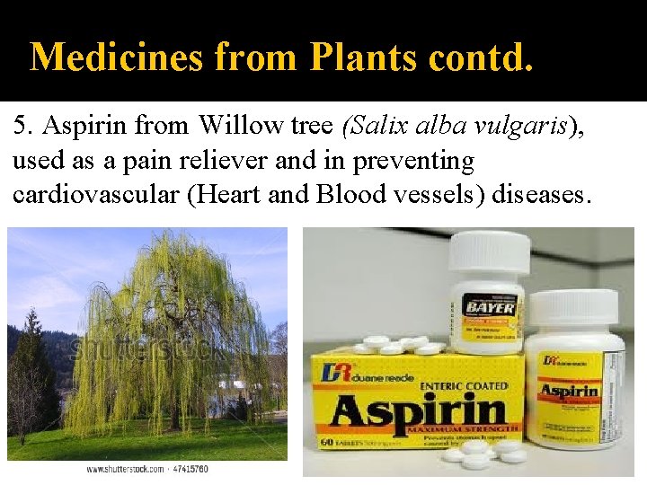 Medicines from Plants contd. 5. Aspirin from Willow tree (Salix alba vulgaris), used as