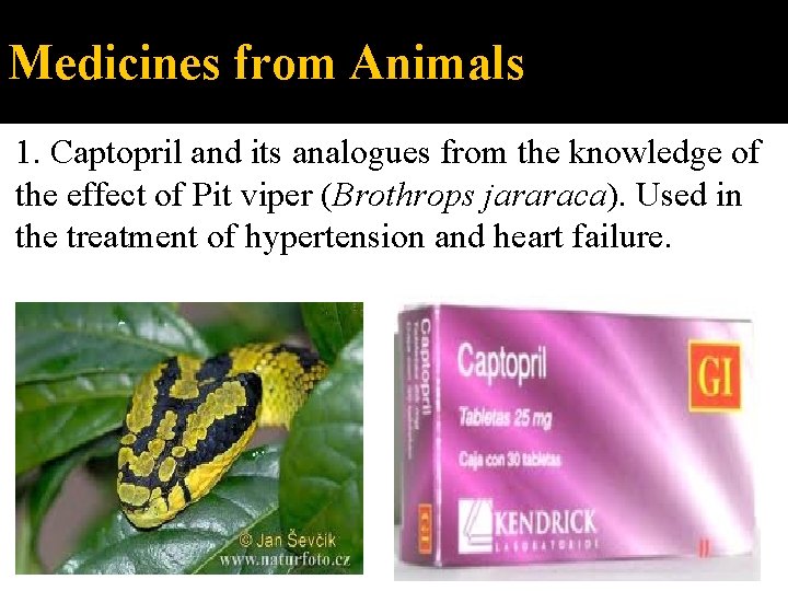 Medicines from Animals 1. Captopril and its analogues from the knowledge of the effect