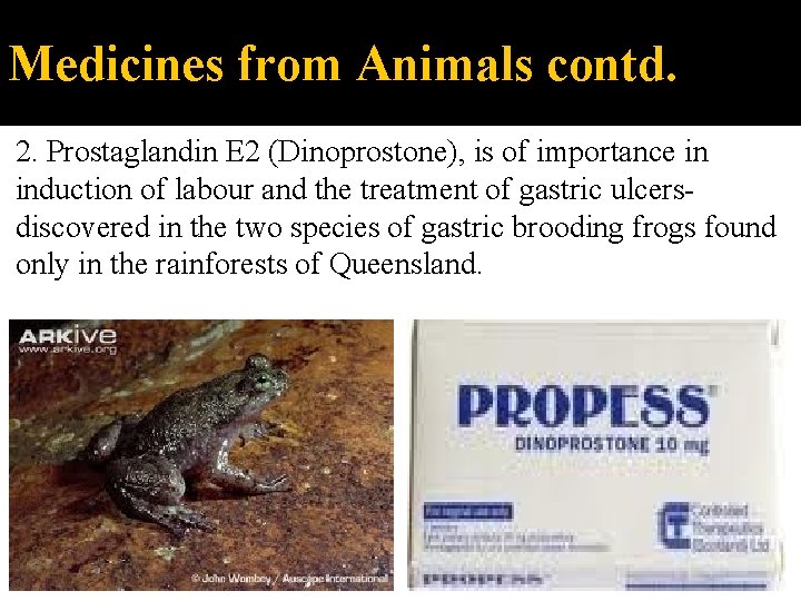 Medicines from Animals contd. 2. Prostaglandin E 2 (Dinoprostone), is of importance in induction