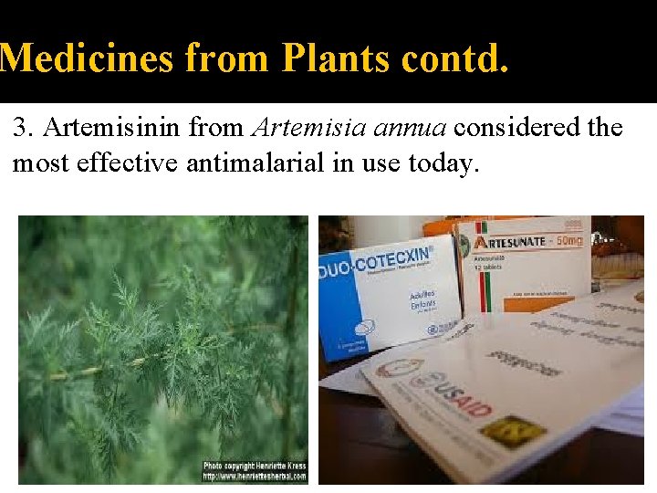 Medicines from Plants contd. 3. Artemisinin from Artemisia annua considered the most effective antimalarial