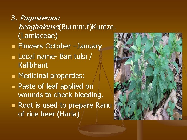 3. Pogostemon benghalense(Burmm. f)Kuntze. (Lamiaceae) n Flowers-October –January n Local name- Ban tulsi /