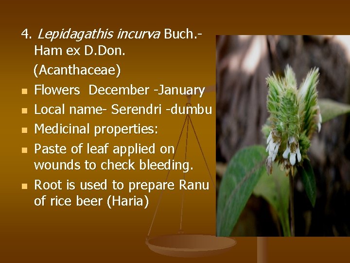 4. Lepidagathis incurva Buch. Ham ex D. Don. (Acanthaceae) n Flowers December -January n