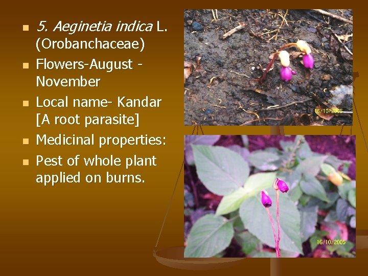 n n n 5. Aeginetia indica L. (Orobanchaceae) Flowers-August November Local name- Kandar [A