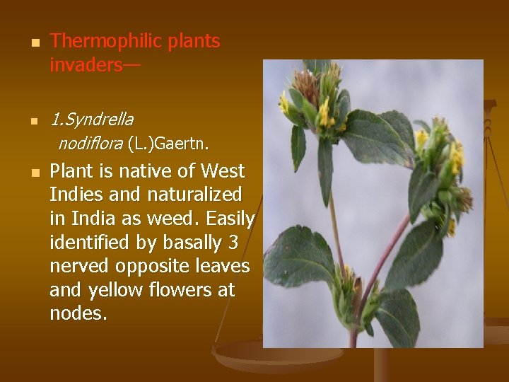 n n n Thermophilic plants invaders— 1. Syndrella nodiflora (L. )Gaertn. Plant is native