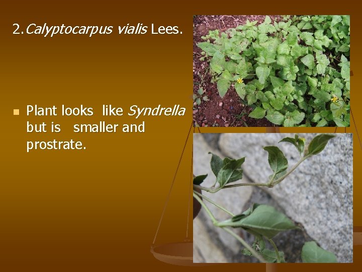2. Calyptocarpus vialis Lees. n Plant looks like Syndrella but is smaller and prostrate.
