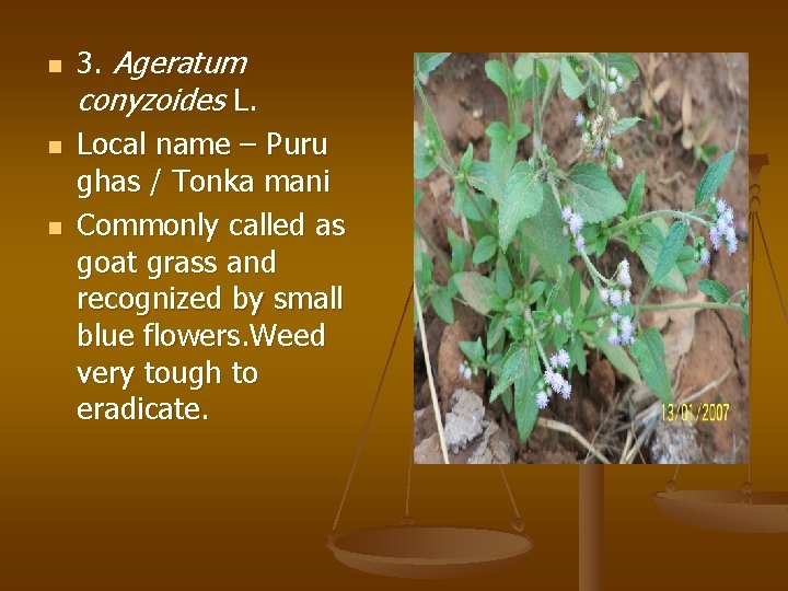 n n n 3. Ageratum conyzoides L. Local name – Puru ghas / Tonka
