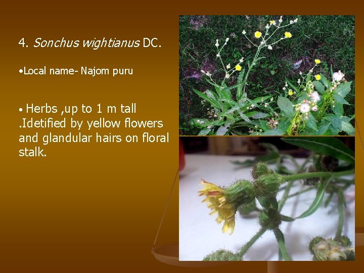 4. Sonchus wightianus DC. • Local name- Najom puru Herbs , up to 1