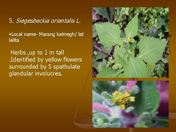 5. Siegesbeckia orientalis L. • Local name- Marang kalmegh/ lat lalita Herbs , up