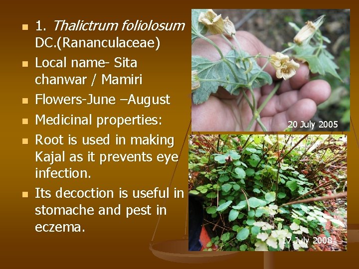 n n n 1. Thalictrum foliolosum DC. (Rananculaceae) Local name- Sita chanwar / Mamiri