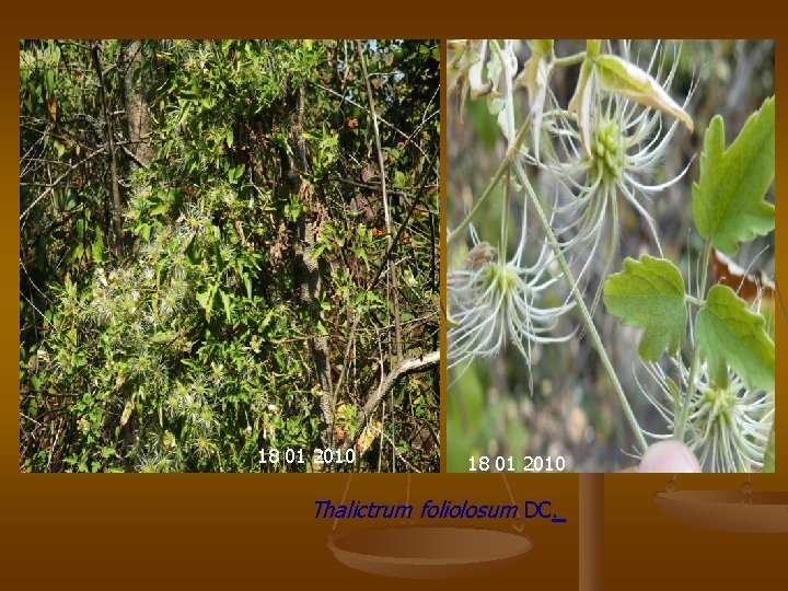 18 01 2010 Thalictrum foliolosum DC. 
