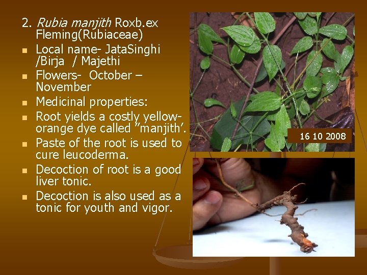 2. Rubia manjith Roxb. ex Fleming(Rubiaceae) n Local name- Jata. Singhi /Birja / Majethi