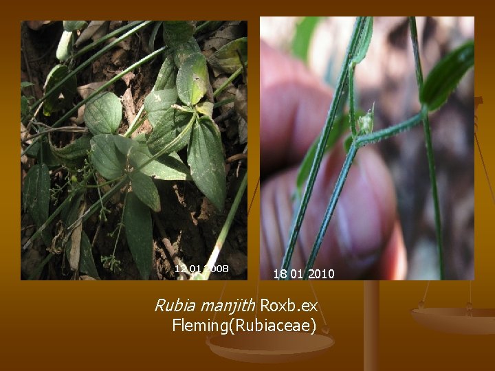 12 01 2008 18 01 2010 Rubia manjith Roxb. ex Fleming(Rubiaceae) 
