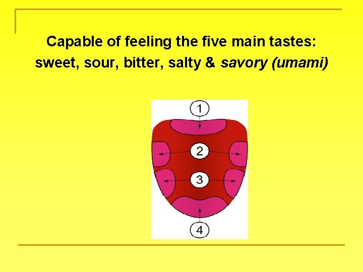 Capable of feeling the five main tastes: sweet, sour, bitter, salty & savory (umami)