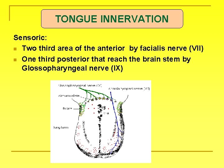 TONGUE INNERVATION Sensoric: n Two third area of the anterior by facialis nerve (VII)