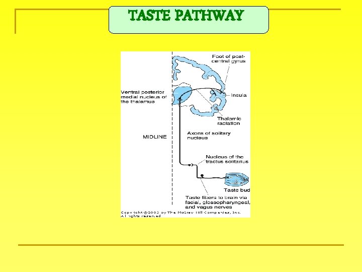 TASTE PATHWAY 