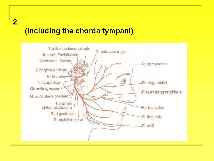 2. (including the chorda tympani) 