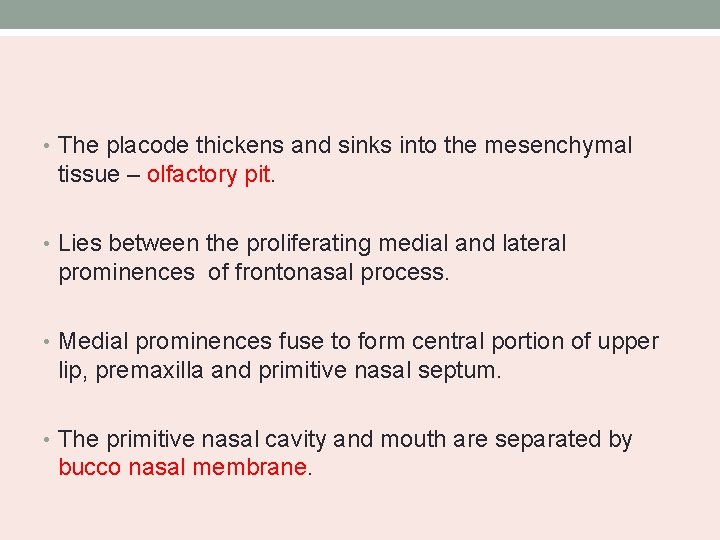  • The placode thickens and sinks into the mesenchymal tissue – olfactory pit.