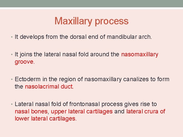 Maxillary process • It develops from the dorsal end of mandibular arch. • It
