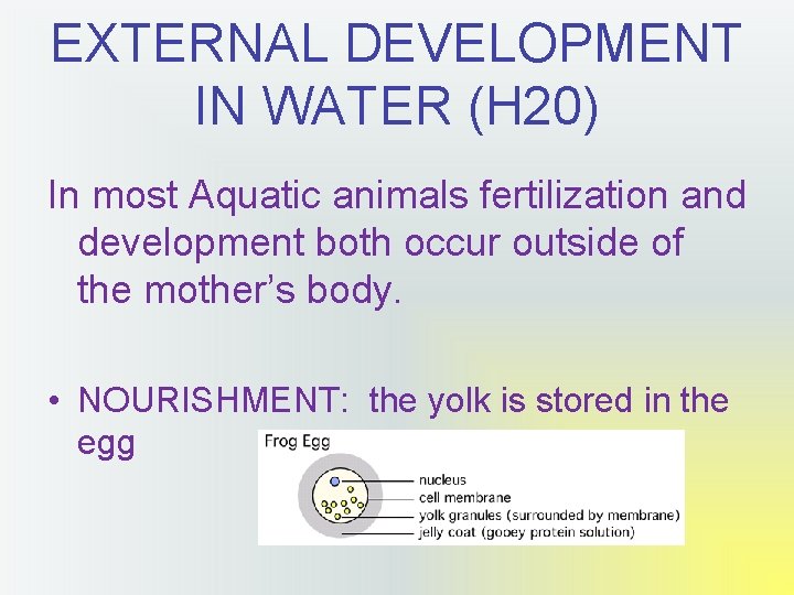 EXTERNAL DEVELOPMENT IN WATER (H 20) In most Aquatic animals fertilization and development both