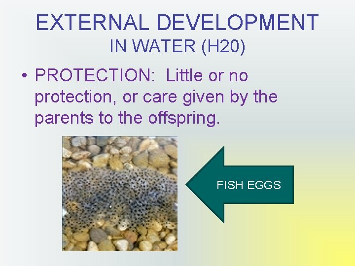 EXTERNAL DEVELOPMENT IN WATER (H 20) • PROTECTION: Little or no protection, or care