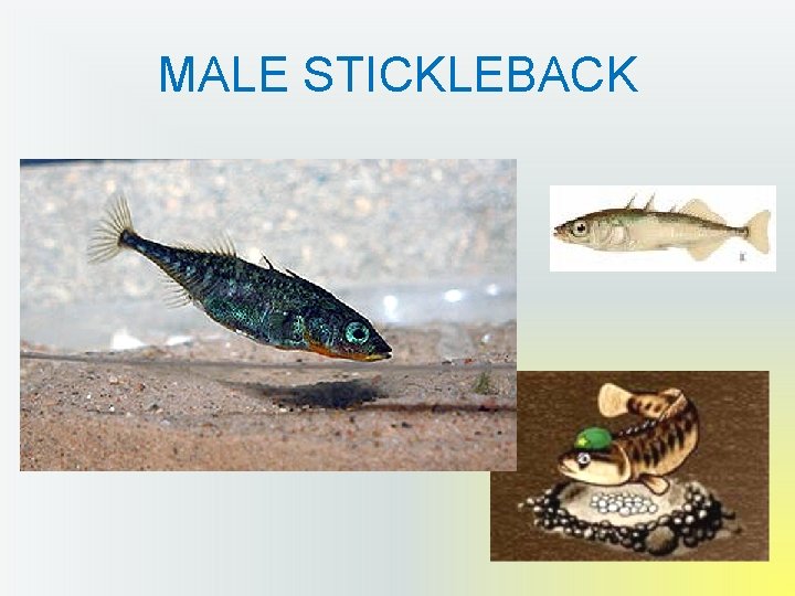 MALE STICKLEBACK 