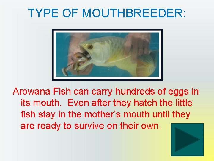 TYPE OF MOUTHBREEDER: Arowana Fish can carry hundreds of eggs in its mouth. Even