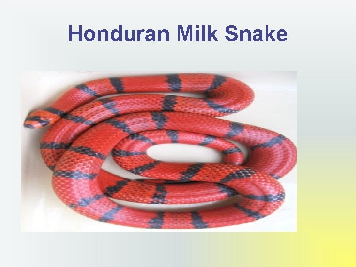 Honduran Milk Snake 