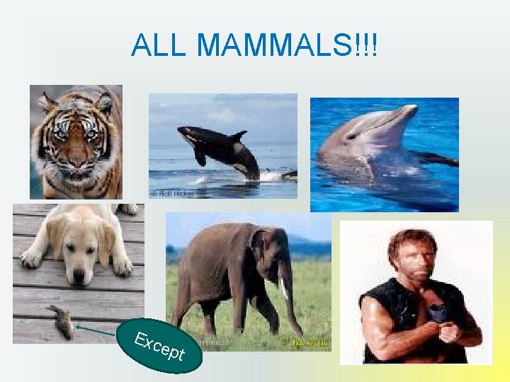 ALL MAMMALS!!! Exc ept 