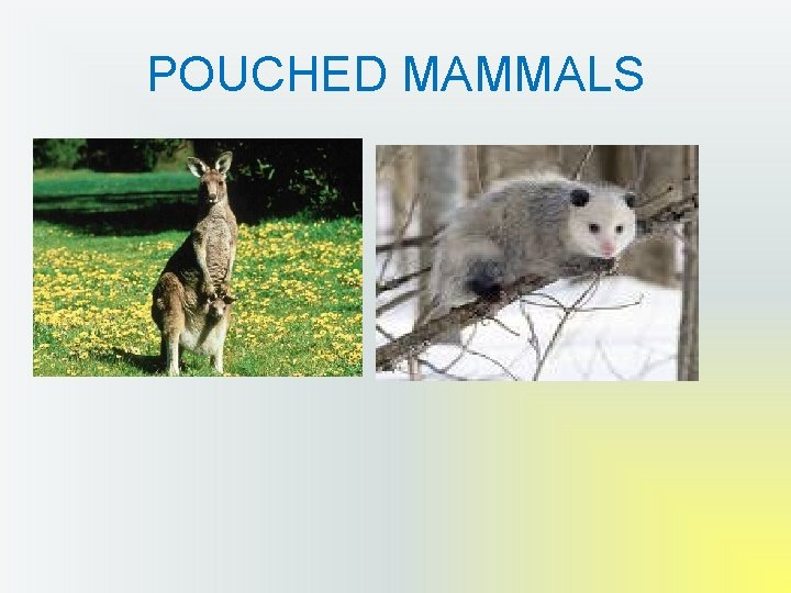 POUCHED MAMMALS 