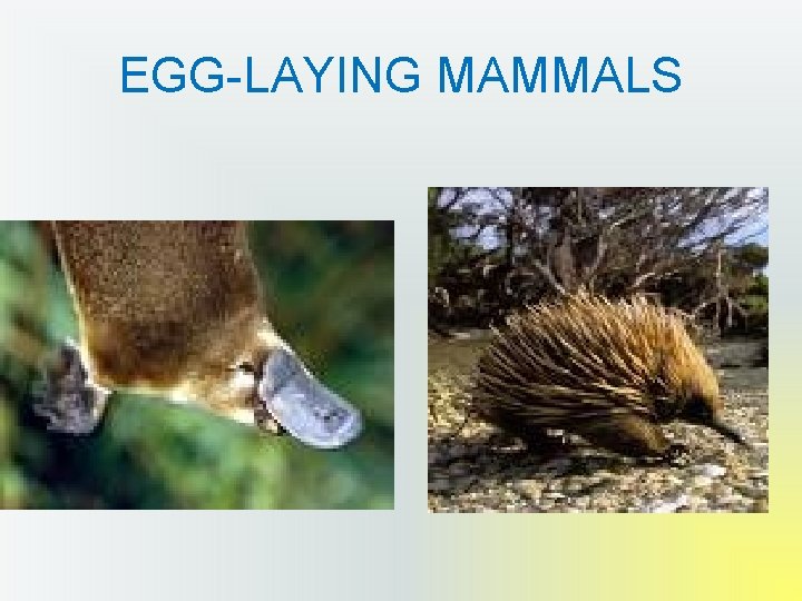 EGG-LAYING MAMMALS 