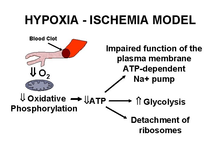 HYPOXIA - ISCHEMIA MODEL Blood Clot O 2 Impaired function of the plasma membrane