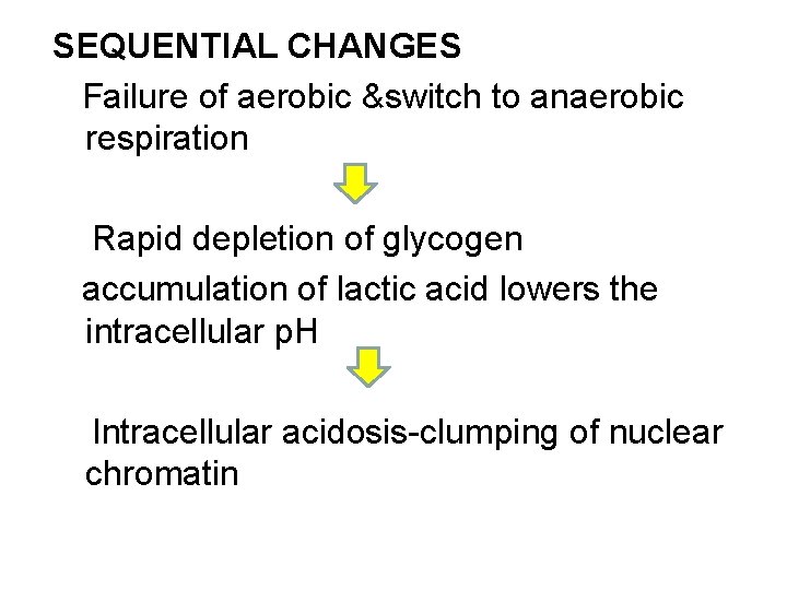 SEQUENTIAL CHANGES Failure of aerobic &switch to anaerobic respiration Rapid depletion of glycogen accumulation