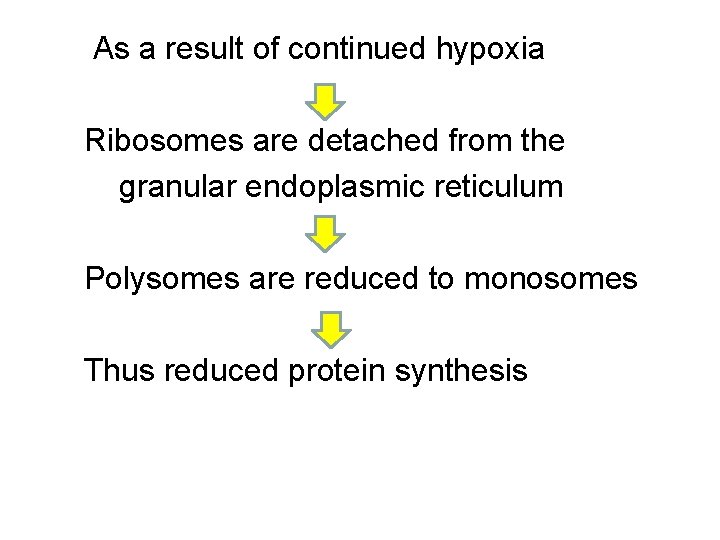 As a result of continued hypoxia Ribosomes are detached from the granular endoplasmic reticulum