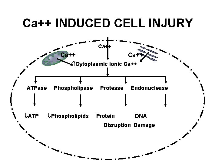 Ca++ INDUCED CELL INJURY Ca++ Cytoplasmic ionic Ca++ ATPase ATP Phospholipase Phospholipids Protease Protein