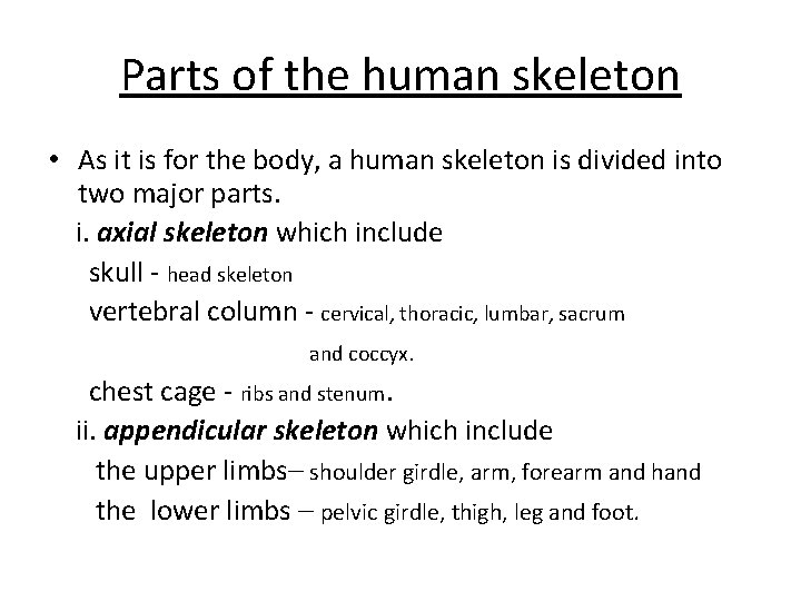 Parts of the human skeleton • As it is for the body, a human