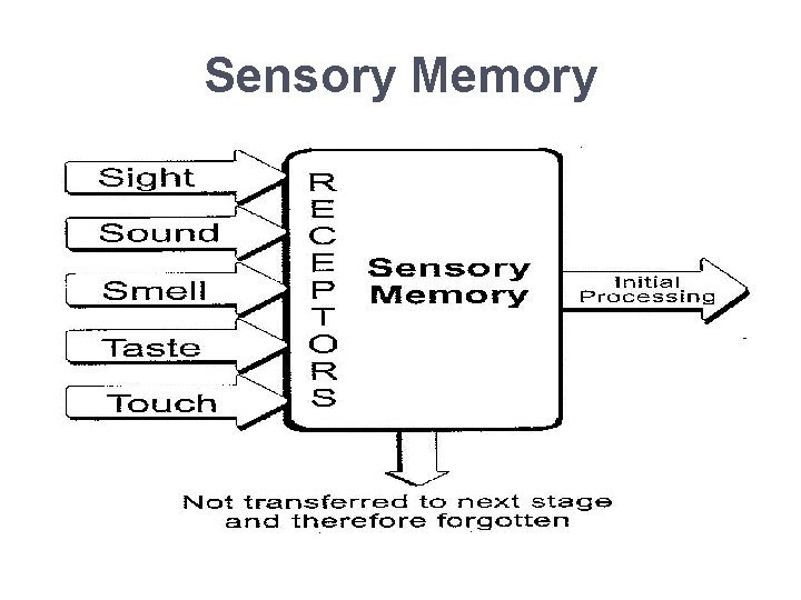 Sensory Memory 